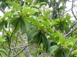 Foetidia mauritiana - Bois puant - LECYTHIDACEAE - Endémique Réunion, Maurice