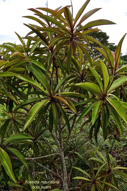 Foetidia mauritiana . bois puant.lecythidaceae. endémique Réunion Maurice .P1028583