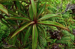 Foetidia mauritiana .bois puant.( feuillage d'un jeune individu ) lecythidaceae.endémique Réunion Maurice.P1028584
