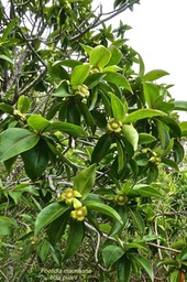 Foetidia mauritiana .bois puant.( avec fruits en formation ) lecythidaceae.endémique Réunion Maurice.P1028714
