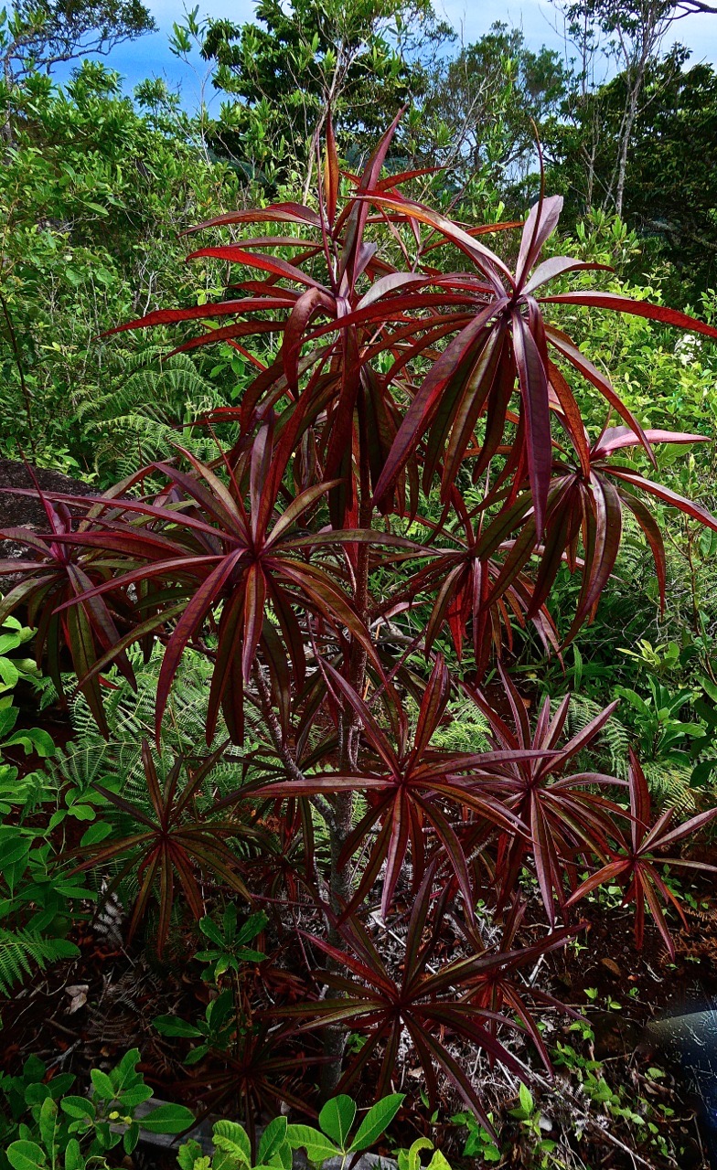 Foetidia mauritiana .bois puant.( jeune individu )lecythidaceae.endémique Réunion Maurice .P1028585