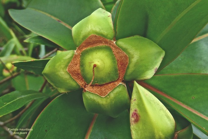 Foetidia mauritiana.bois puant. (fruit en formation )lecythidaceae.endémique Réunion Maurice.P1028712-1