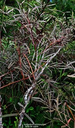 Indigofera ammoxylum . Bois de sable .( feuillage juvenile.)fabaceae.endémique Réunion.P1028587
