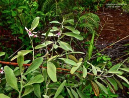 Indigofera ammoxylum .bois de sable .( feuillage adulte et inflorescences ) fabaceae.endémique Réunion.P1028591