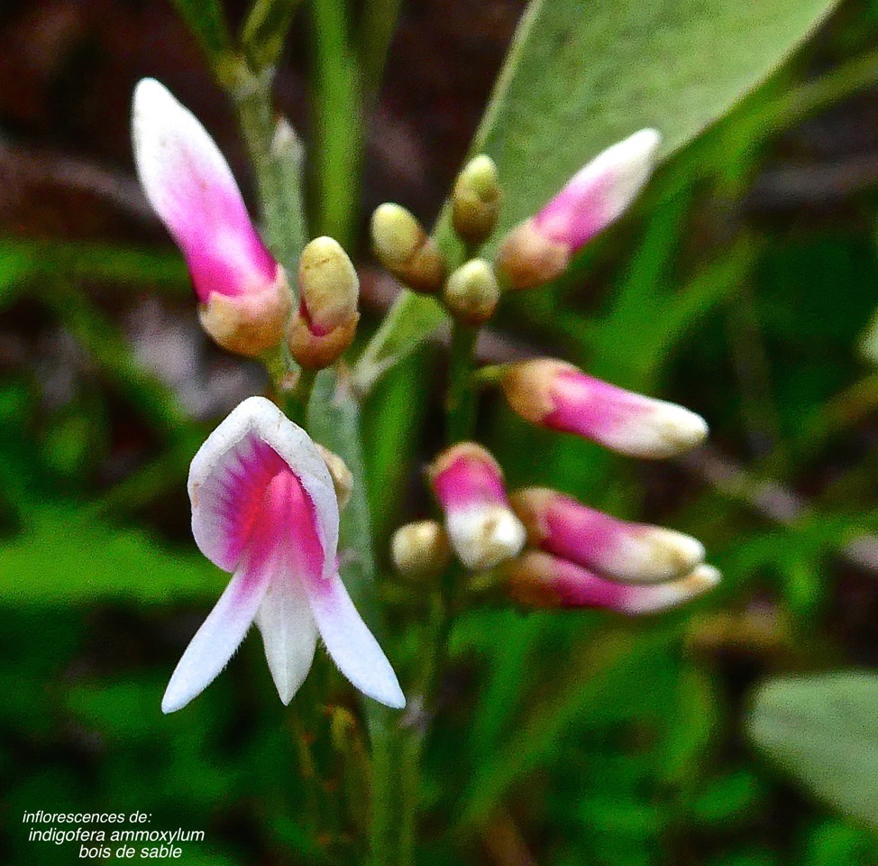 Indigofera ammoxylum .bois de sable. (fleurs ) fabaceae.endémique Réunion.P1028590