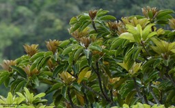 Mimusops balata .grand natte.sapotaceae.endémique Réunion Maurice.P1028777