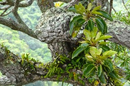 Mimusops balata.grand natte .( et fougères dans le creux de la branche ) sapotaceae.endémique Réunion Maurice .P1028781