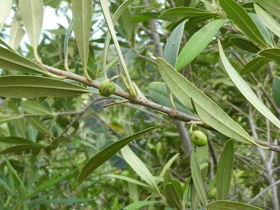 Olea lancea - Bois d'olive blanc - OLEACEAE - Indigène Réunion