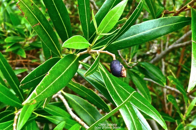 Olea lancea.bois d'olive blanc. ( avec fruit mûr )oleaceae.indigène Réunion.P1028637