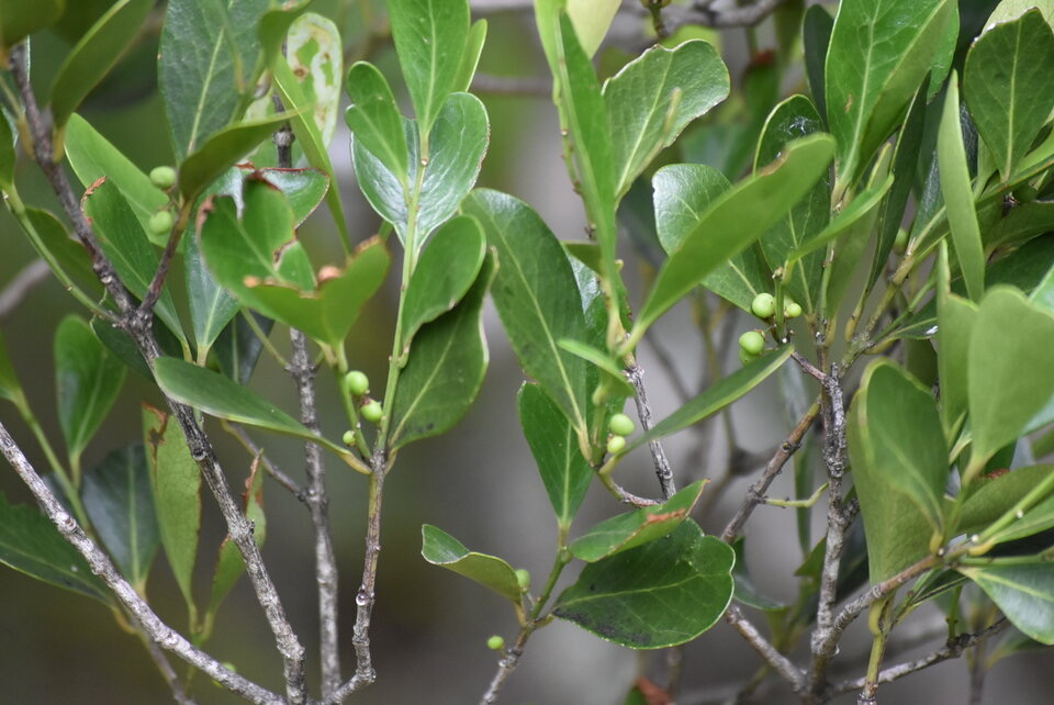 Pleurostylia pachyphloea - Bois d'olive gros peau - CELASTRACEAE - Endémique Réunion