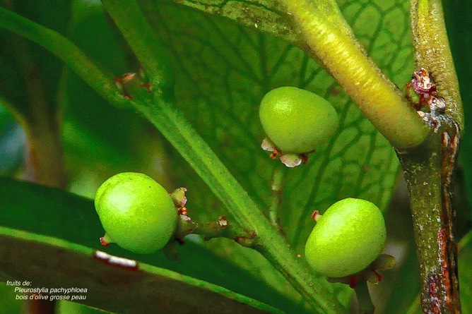 Pleurostylia pachyphloea. bois d'olive grosse peau. (fruits verts )celastraceae.endémique Réunion.P1028621
