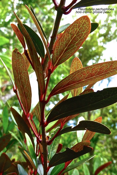 Pleurostylia pachyphloea.bois d'olive grosse peau.celastraceae.endémique Réunion.P1028681