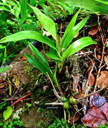 Polystachya concreta .orchidaceae. indigène Réunion .P1028772