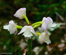 Polystachya concreta.orchidaceae. indigène Réunion.P1028646