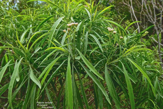 Psiadia dentata.Ti mangue.bois collant. asteraceae.endémique Réunion.P1028694
