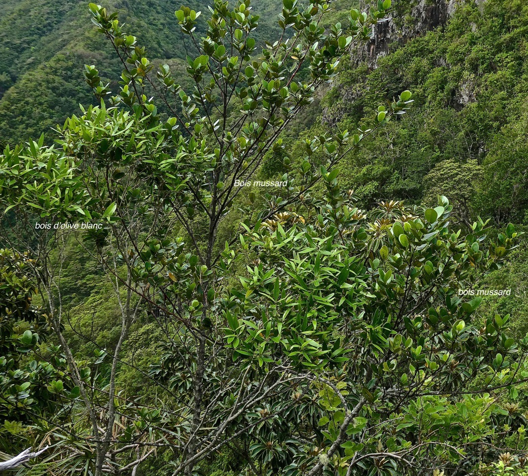 Pyrostria orbicularis. bois mussard. rubiaceae. endémique Réunion.P1028565