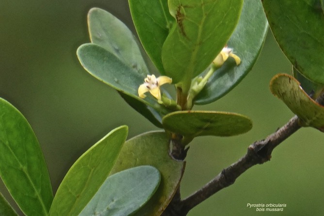 Pyrostria orbicularis.bois mussard. ( fleurs jaune pâle et poilues ) ) rubiaceae.P1028563