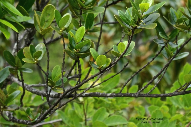 Pyrostria orbicularis.bois mussard.( rameau avec boutons floraux ) rubiaceae.endémique Réunion.P1028566