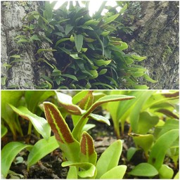 Pyrrosia lanceolata - POLYPODIACEAE - Indigène Réunion