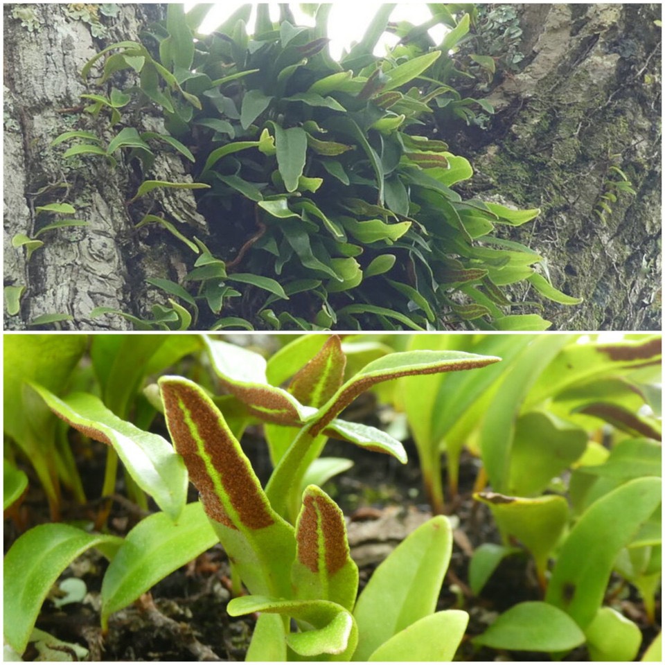 Pyrrosia lanceolata - POLYPODIACEAE - Indigène Réunion