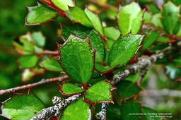 Scolopia heterophylla.bois de tisane rouge. espèce hétérophylle .( jeunes feuilles.) salicaceae.endémique Mascareignes.P1028656