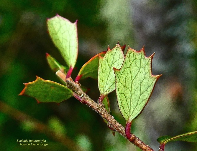 Scolopia heterophylla.bois de tisane rouge.( face inférieure de feuilles juveniles ) salicaceae.endémique Mascareignes .P1028670