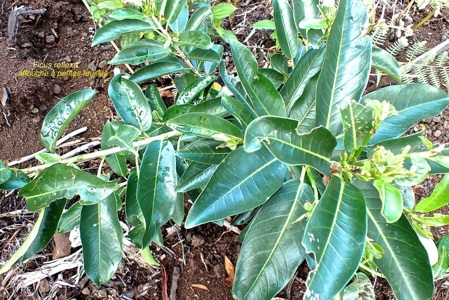 Ficus reflexa .affouche à petites feuilles .moraceae.indigène Réunion.PC220012