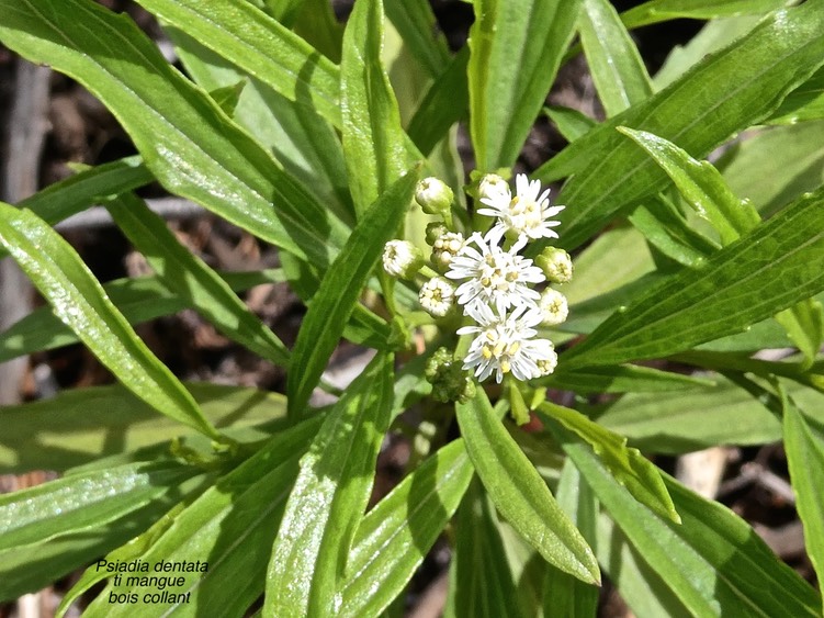 Psiadia dentata.ti mangue .bois collant.asteraceae.endémique Réunion.P1003490