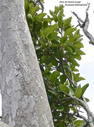 Scolopia heterophylla . bois de tisane rouge.(aspect du tronc et feuillage adulte.)salicaceae.endémique Mascareignes.P1003654