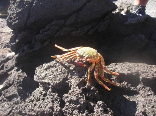 17 Mue de crabe (Grapsus tenui-crustatus) 