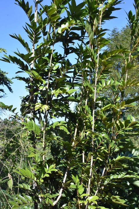 Doratoxylon apetalum - Bois de gaulette - SAPINDACEAE - Indigène Réunion