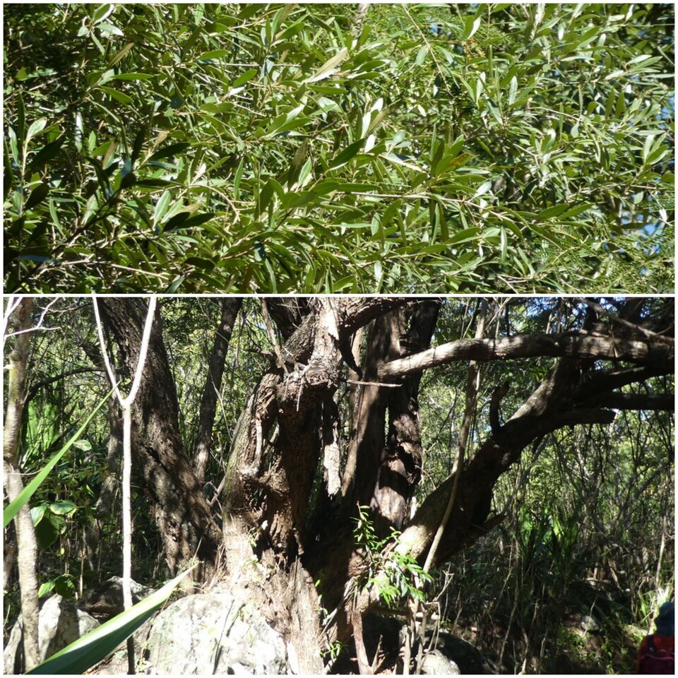 Olea europaea - Bois d'olive noir - OLEACEAE - Indigène Réunion