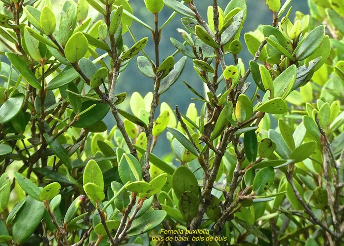 Fernelia buxifolia.bois de balai.bois de buis.rubiaceae. endémique Mascareignes.P1770600