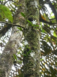 Angraecum cucullatum - EPIDENDROIDEAE - Indigène Réunion - P1030392