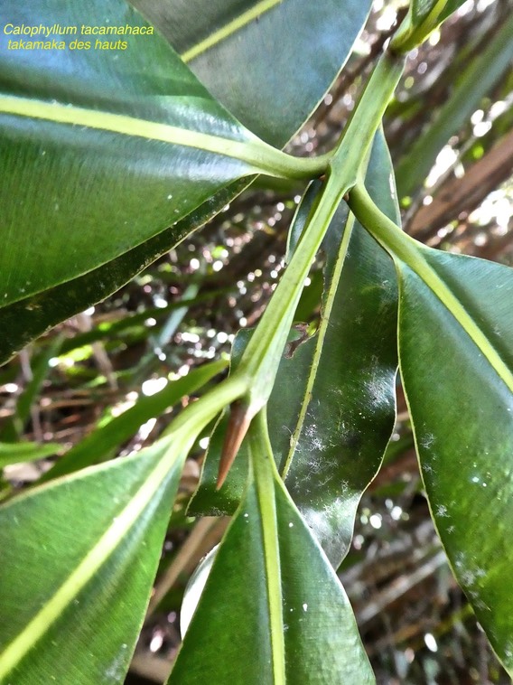 Calophyllum tacamahaca .takamaka des hauts (extrémité carrée de la tige ).clusiaceae.endémique Réunion Maurice.P1760855