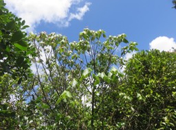 62 Dombeya elegans - Mahot rose - Malvaceae- endémique Réunion