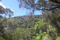 Forêt ésotérique de l'autre côté de la ravine