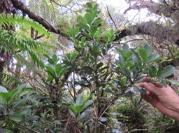 Pittosporum Senacia reticulatum - Bois de Joli cœur des Hauts  - Pittosporaceae
