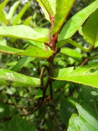 60 3 Acalypha integrifolia Bois de Charles ou de violon Euphorbiacee Inflorescences DSC00133
