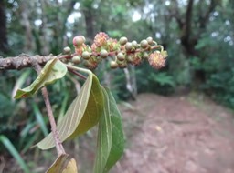 66 2 Cordemoya integrifolia Bois de perroquet Euphorbiacee Fleurs mâles DSC00163