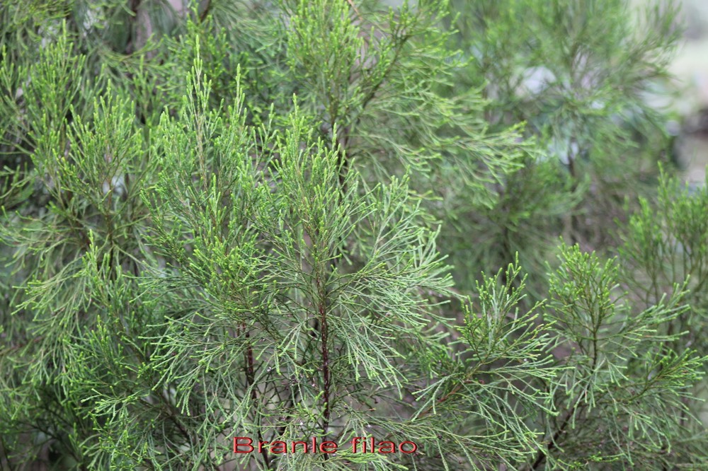 Branle filao - Erica arborescens - Ericacée - B