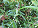 40-??? Commelina diffusa Burm. f. - Petite-Herbe-de-l'eau - Commelinaceae - Pantropicale