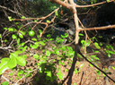 8-fruits Flacourtia indica (Burm. f.) Merr. - Prune malgache - Salicaceae - Exotique