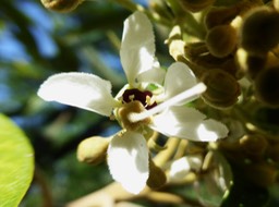 Cossinia pinnata nectaire noir (3)