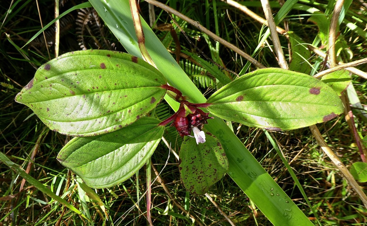 Tristemma mauritianum . voatouque . melastomataceae P1540809