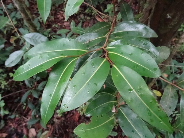 Bois de banane - Xilopia richardii Boivin - ANNONACEAE - Endémique Réunion, Maurice