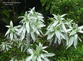 Helichrysum heliotropifolium.velours blanc.asteraceae.endémique Réunion.P1750787
