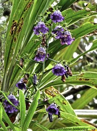 Heterochaenia borbonica.campanulaceae.(fin de floraison)endémique Réunion.P1004805