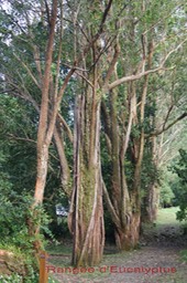Eucalyptus au départ du sentier