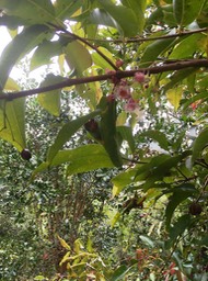 12 ??? Syzygium borbonicum  - Bois de pomme blanc - Myrtaceae  - Indigène